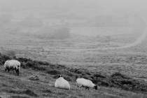 Bild 17 im dart moor