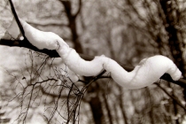 FWO-Winter 3