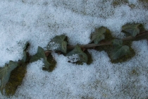 RVS-Winter-110_#