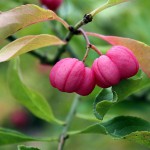 Fruchtstand pink