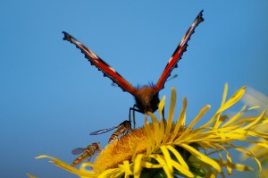 Makro 05