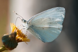 Makro 07