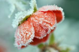 erster Frost