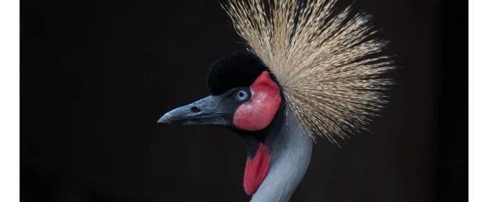 Vogelpark Vogelpark